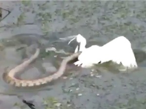 Clip: Màn thủy chiến sinh tử giữa rắn với cò trắng