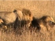 Clip: Bầy sư tử quyết chiến giành lãnh thổ