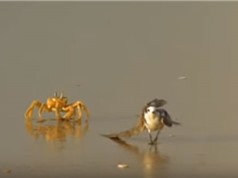 Clip: Ngược đời chuyện chim biển bị còng truy sát