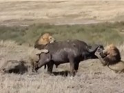 Clip: 3 con sư tử đực kéo trâu rừng xuống hố để ăn thịt