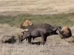 Clip: 3 con sư tử đực kéo trâu rừng xuống hố để ăn thịt