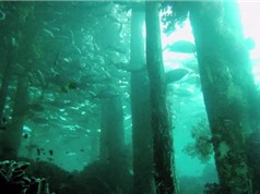 Phát hiện rừng bách 50.000 năm tuổi dưới đáy biển