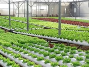 Hướng sản xuất nông nghiệp ở Nam Định: Chuyển từ lượng sang chất bằng công nghệ cao