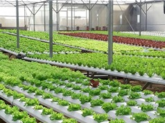 Hướng sản xuất nông nghiệp ở Nam Định: Chuyển từ lượng sang chất bằng công nghệ cao