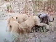 Clip: Trâu rừng chết thảm dưới nanh vuốt 3 con sư tử