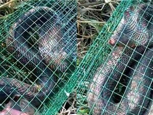 Clip: Bẫy rắn hổ mang tại Đông Anh, Hà Nội