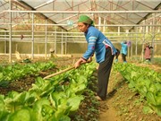 Sơn La đẩy mạnh sản xuất nông nghiệp công nghệ cao