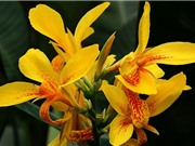 “Tận mục” loài hoa đẹp thứ 3 thế giới