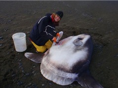 Phát hiện loài cá mặt trăng khổng lồ mới, nặng tới 2 tấn