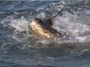 Clip: Cá mập bị cá sấu cắn vỡ đầu vì quá ham ăn