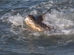 Clip: Cá mập bị cá sấu cắn vỡ đầu vì quá ham ăn