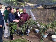 Lạng Sơn: Kiểm tra tiến độ mô hình trồng Gừng núi đá tại huyện Bắc Sơn