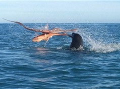 Clip: Bạch tuộc khổng lồ tử chiến kinh hoàng trước hải cẩu