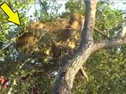 Clip: Sư tử bị mắc kẹt trên cây vì… quá ham ăn