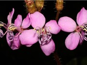 Các nhà khoa học Việt công bố loài thực vật mới