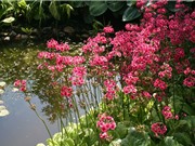“Chết mê chết mệt” với vẻ đẹp của hoa anh thảo Nhật Bản