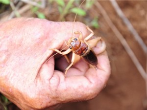 Săn dế cơm ở miền Tây