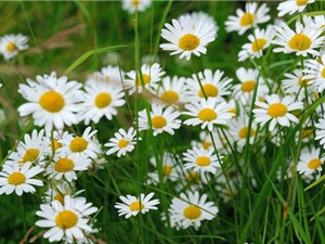 Chiêm ngưỡng vẻ đẹp của loài hoa phổ biến ở châu Âu
