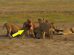 Clip: Kinh hoàng cảnh sư tử lôi xác trâu rừng con ra khỏi bụng mẹ
