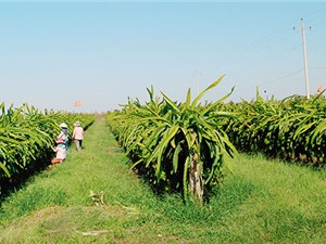 Trồng thanh long giàn, mô hình mới