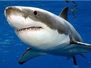 Những "sát thủ" cá mập đáng sợ nhất thế giới