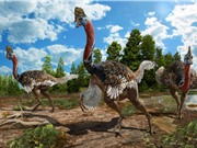 Tìm thấy hóa thạch hoàn hảo của loài khủng long giống hệt đà điểu