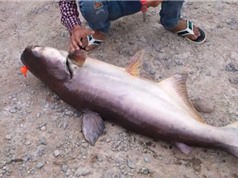 Clip: Câu được cá tra bò “khủng” ở Nam Bộ