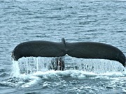 Video cá voi lưng gù mắc kẹt tại Mỹ gây sốt vì cảnh quay tuyệt đẹp
