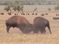 Clip: Màn húc nhau kịch tính giữa 2 con bò rừng bison