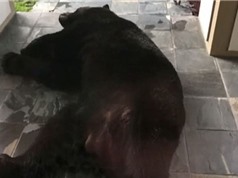 "Chết khiếp" khi thấy con gấu đen khổng lồ ngủ quên trước cửa nhà