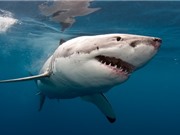 Tại sao không thủy cung nào nuôi nổi cá mập trắng?