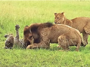 Báo chết thảm vì bị 9 con sư tử “đánh hội đồng”