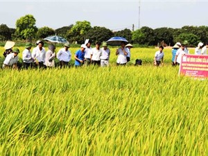 Hải Dương thử nghiệm thành công giống lúa thuần BQ ngắn ngày 