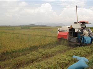 Xây dựng nhãn hiệu chứng nhận “Gạo Krông Ana”