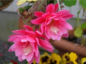 Kinh nghiệm trồng hoa quỳnh cho hoa nở quanh năm
