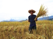 Chiến lược “hái vàng” từ gạo đặc sản của Thái Lan