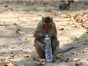Phát lệnh truy sát đàn khỉ chuyên trộm đồ của du khách