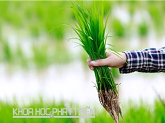 7.000 mẫu giống lúa Việt Nam đang được lưu trữ tại Ngân hàng Gene 