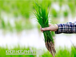 7.000 mẫu giống lúa Việt Nam đang được lưu trữ tại Ngân hàng Gene 