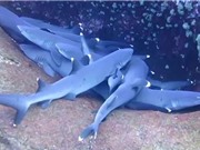 Bầy cá mập chen chúc nhau ngủ dưới đáy đại dương