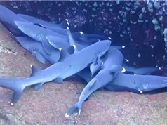 Bầy cá mập chen chúc nhau ngủ dưới đáy đại dương