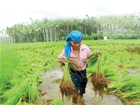 Chuyện bảo tồn các giống lúa bản địa ở Ấn Độ