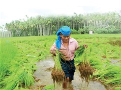 Chuyện bảo tồn các giống lúa bản địa ở Ấn Độ