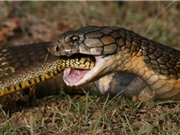 Clip: Hổ mang chúa khổng lồ nuốt gọn rắn săn chuột