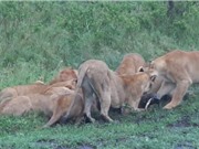 Clip: Bầy sư tử “ăn tươi nuốt sống” lợn rừng