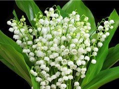 “Tận mục” loài hoa đẹp bậc nhất thế giới