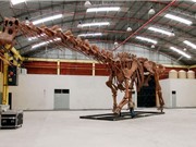 Công bố loài khủng long lớn nhất từng tồn tại trên Trái Đất