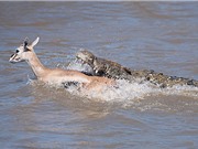 Clip: Cận cảnh cá sấu truy sát linh dương Impala