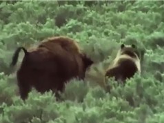 Clip: Bò rừng bison bất lực nhìn gấu ăn thịt con