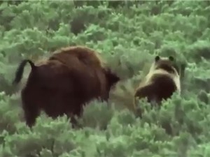 Clip: Bò rừng bison bất lực nhìn gấu ăn thịt con